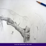 Students drawings - August 2013 5